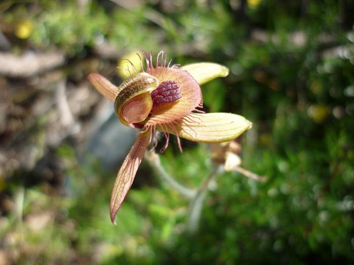 Caladenia discoidea - Dancing spider orchid P1110122.JPG